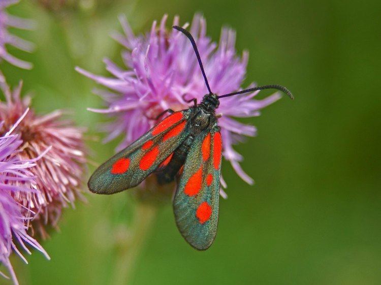 Zygaenidae FileZygaenidae Zygaena romeoJPG Wikimedia Commons