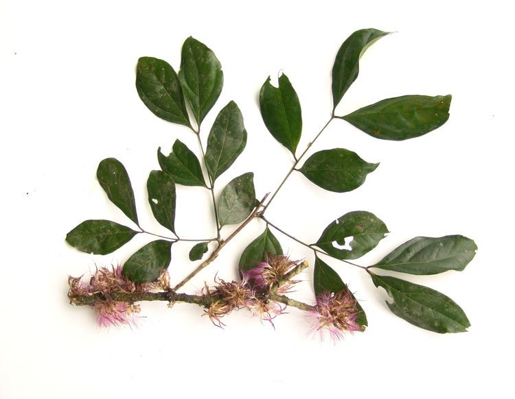 Zygia Smithsonian Tropical Research InstitutePithecellobium latifolium
