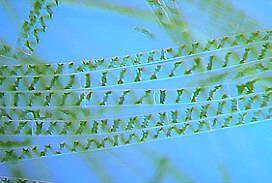 Zygnematales LONCAPA Botany online Algae Chlorophyta Spirogyra Chloroplast