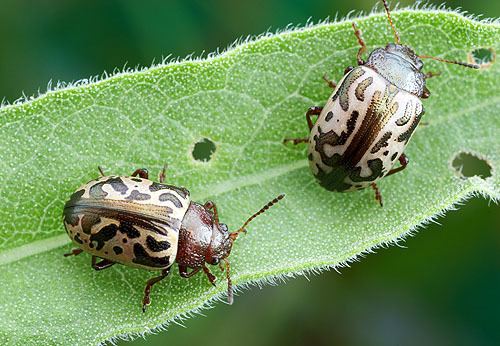 Zygogramma Friday Beetle Blogging Zygogramma Leaf Beetles