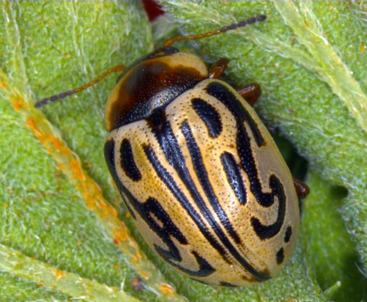 Zygogramma bicolorata Featured insects