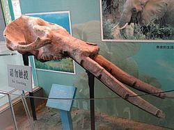 Zygolophodon httpsuploadwikimediaorgwikipediacommonsthu