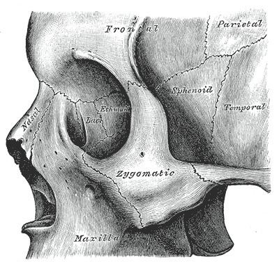 Zygomatic process of frontal bone