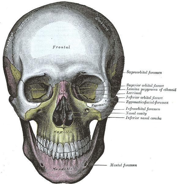 Zygomaticofacial foramen