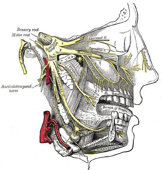 Zygomaticotemporal nerve