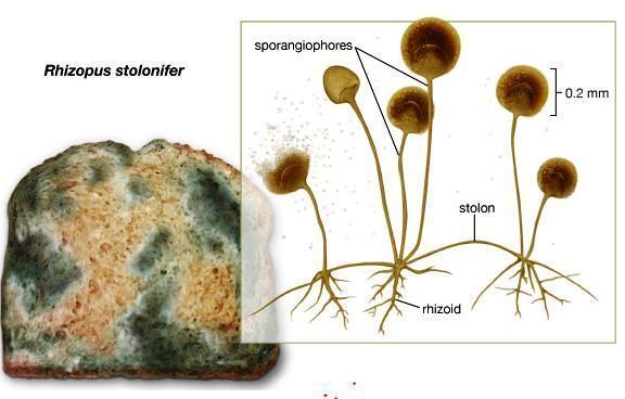 Zygomycota Rhizopus on Bread and Rhizopus Structure New Science Biology