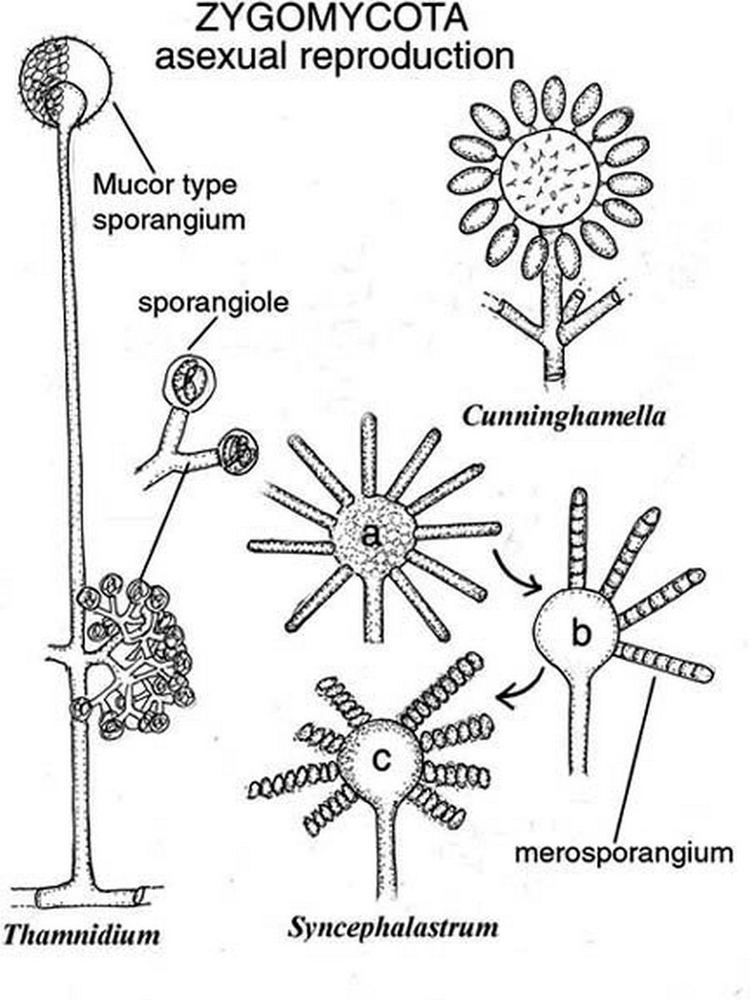 Zygomycota Zygomycota asexual reproduction diagrams