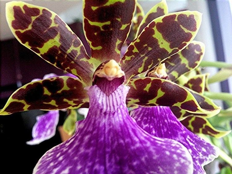 Zygopetalum Orchid Care and culture tips on potting watering and reblooming