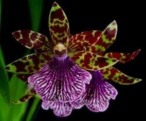 Zygopetalum wwworchidsmadeeasycomwdpwpcontentuploadsZyg