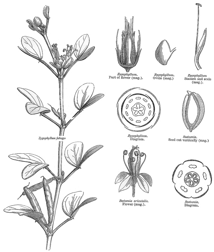 Zygophyllaceae Angiosperm families Zygophyllaceae R Br
