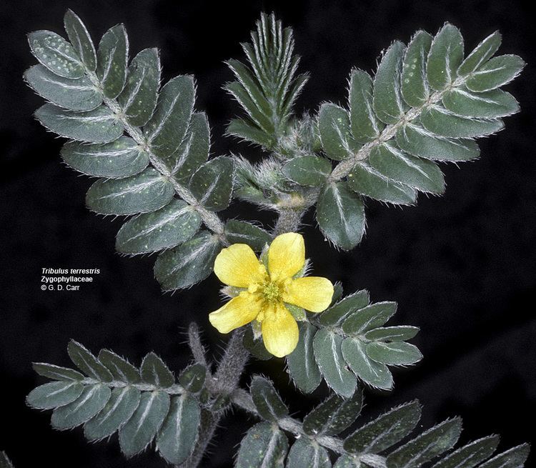Zygophyllaceae Flowering Plant Families UH Botany