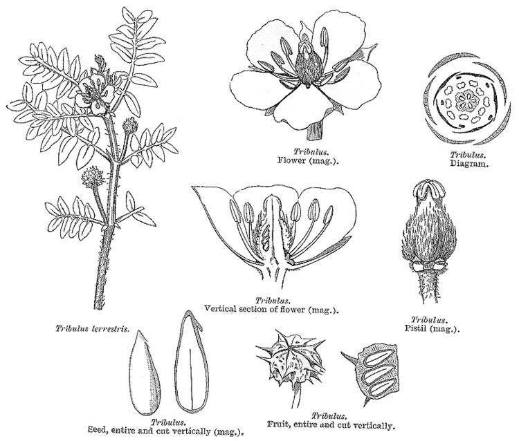 Zygophyllaceae Angiosperm families Zygophyllaceae R Br