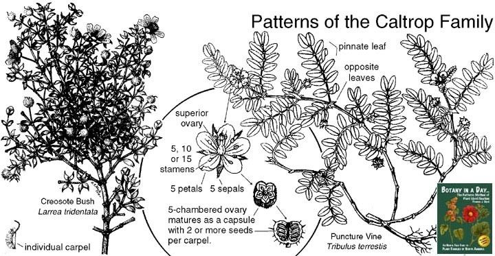 Zygophyllaceae Zygophyllaceae Caltrop Family Identify plants flowers and shrubs