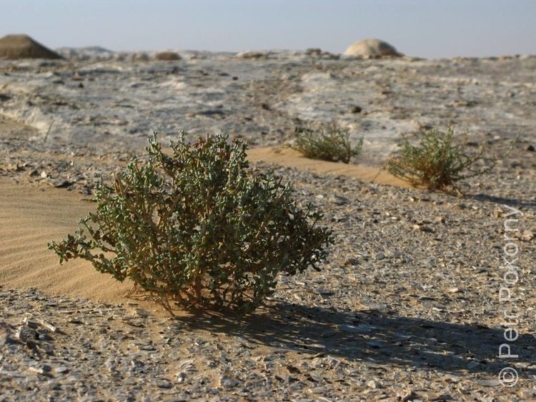 Zygophyllum album Common Plants of the Western Desert of Egypt by Petr Pokorn and