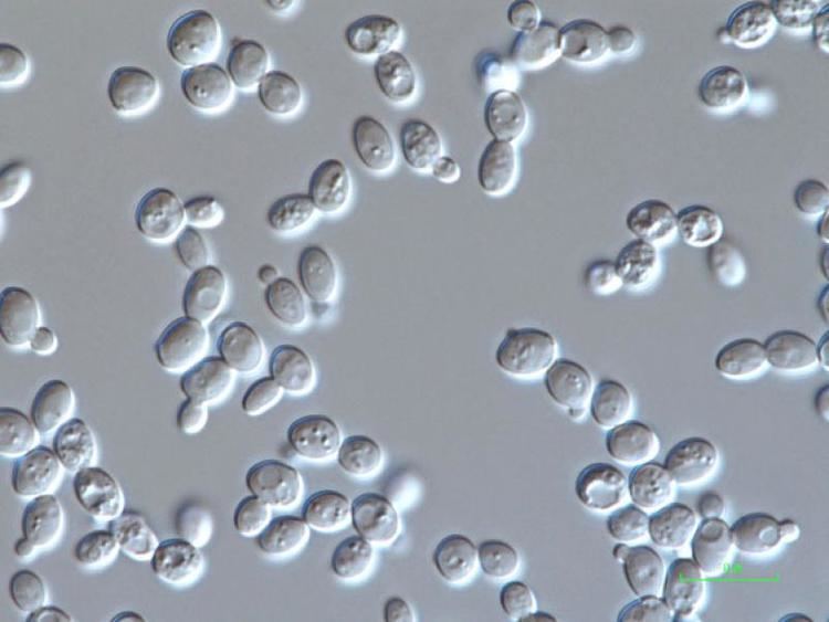 Zygosaccharomyces Our Product Polilex Stories