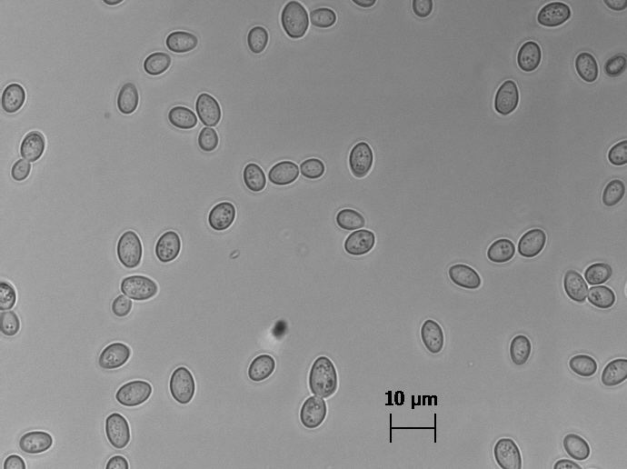 Zygosaccharomyces Zygosaccharomyces bailii Wikipedia