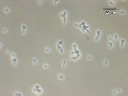 Zygosaccharomyces wwwstatemastercomwikimirimagesuploadwikimedi