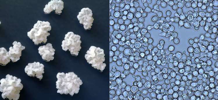 Zygosaccharomyces Microbe Guide Zygosaccharomyces rouxii MicrobialFoodsorg