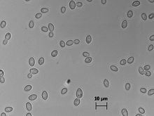 Zygosaccharomyces bailii httpsuploadwikimediaorgwikipediacommonsthu
