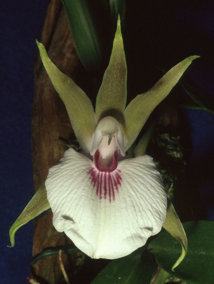 Zygosepalum wwworchidspeciescomorphotdirzspmlabiosumjpg
