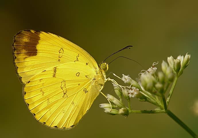 Sưu tập Bộ cánh vảy 3 - Page 12 DSC4959+Eurema+simulatrix+tecmessa