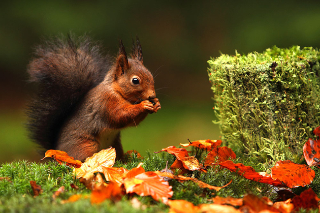 http://4.bp.blogspot.com/-PBlNgzGFkqw/UVLWTxmH8rI/AAAAAAAAAGo/S_FqrkqRIVw/s1600/Wildlife-Photos-1.jpg