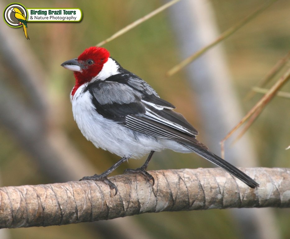 Red-cowled cardinal Birding Brazil Tours Caatinga