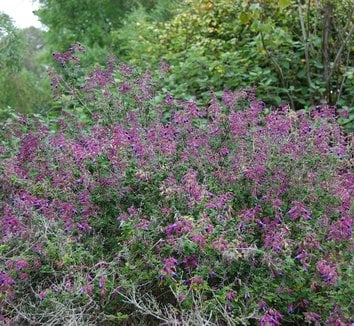 Salvia semiatrata Salvia semiatrata plant lust