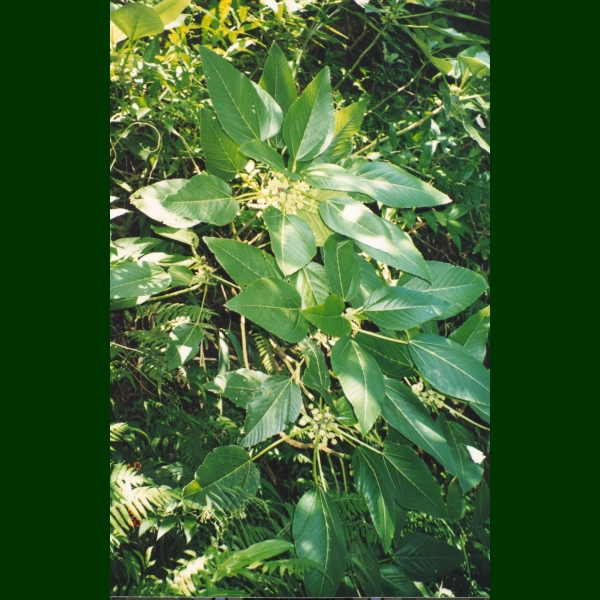 Touchardia latifolia Bishop Museum Ethnobotany Database