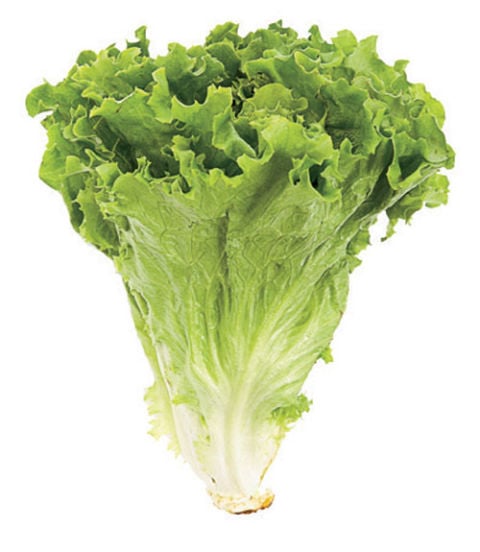 Lettuce Types of Lettuce Different Varieties of Lettuce