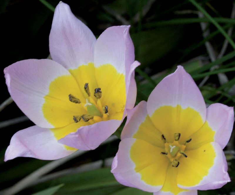 Tulipa saxatilis Tulipa saxatilis Lambley Nursery