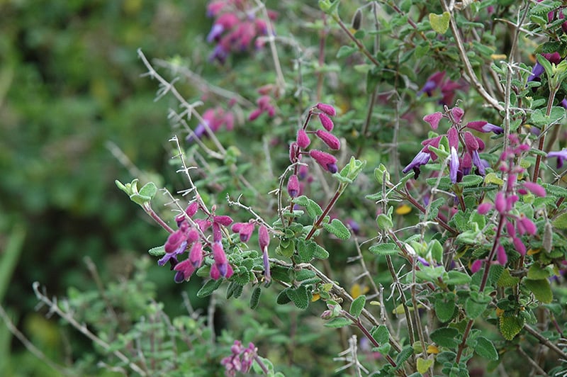 Salvia semiatrata Semiatrata Salvia Salvia semiatrata in Raleigh Chapel Hill Durham