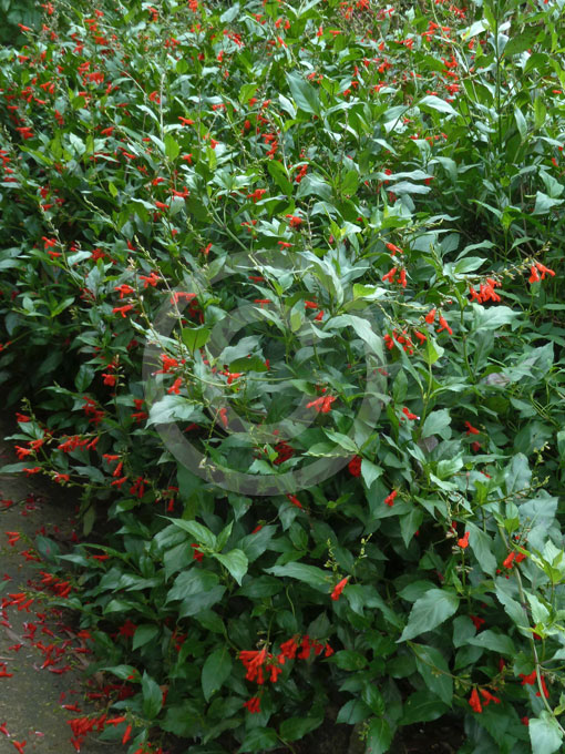 Salvia miniata Salvia miniata Belize Sage information amp photos