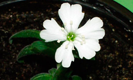 http://static.guim.co.uk/sys-images/Guardian/About/General/2012/2/21/1329812997728/Silene-stenophylla-006.jpg