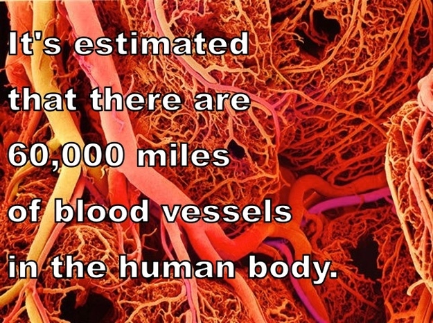 http://thumbpress.com/wp-content/uploads/2013/05/Amazing-Facts-About-Human-Body-13.jpg
