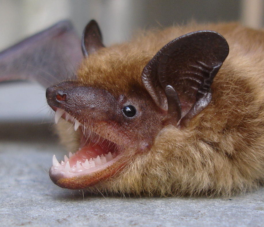 Little brown bat Bats in Massachusetts Little Brown Bats and Big Brown Bats