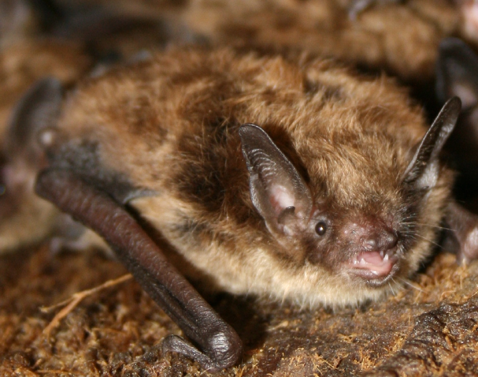 Little brown bat Bats in Massachusetts Little Brown Bats and Big Brown Bats