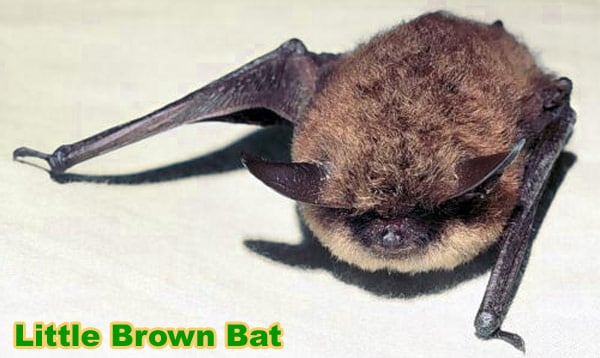 Little brown bat Little Brown Bat In the Attic Information Species Myotis Lucifigus