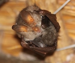 Egyptian slit-faced bat Slitfaced bats Bats without Borders