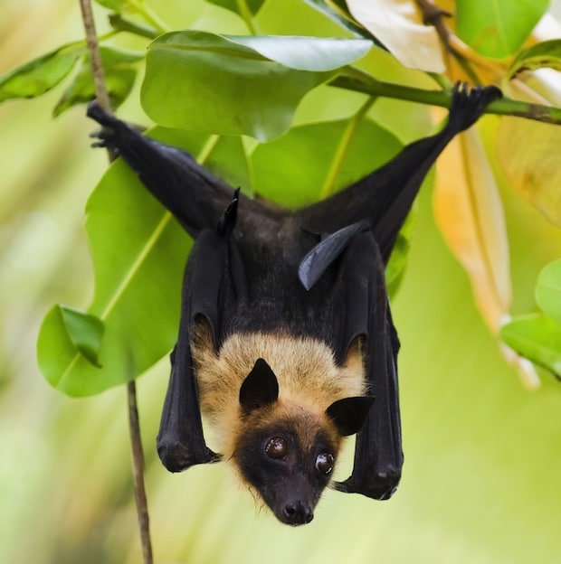 Fruitbat Fruit Bat Bat Facts and Information