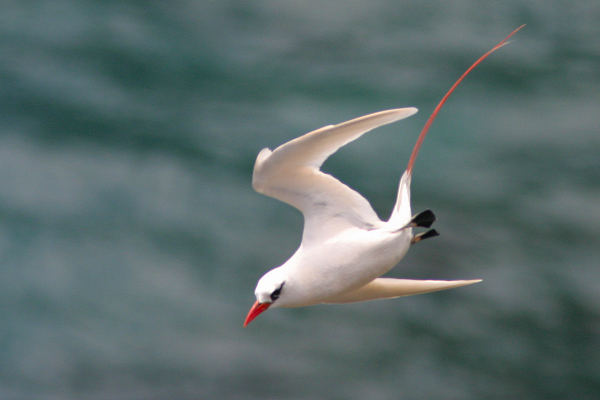 Red-tailed tropicbird RedTailed Tropicbird