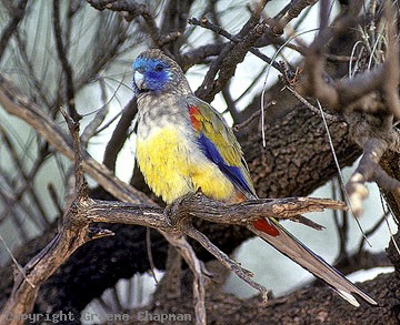 Naretha bluebonnet wwwgraemechapmancomaucatalogueausbirds3274b
