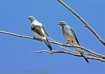 Ground cuckooshrike Ground Cuckooshrike Australian Birds photographs by Graeme Chapman