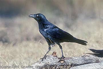 Torresian crow Torresian Crow Australian Birds photographs by Graeme Chapman