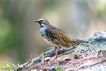 Spotted quail-thrush wwwgraemechapmancomaucatalogueausbirds3274q