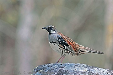 Spotted quail-thrush Spotted Quailthrush Australian Birds photographs by Graeme Chapman