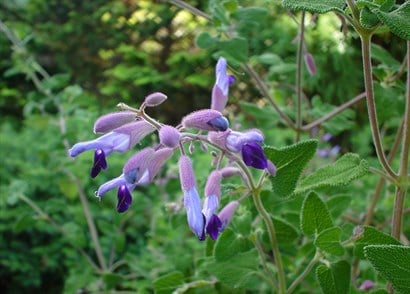 Salvia semiatrata Salvia semiatrata