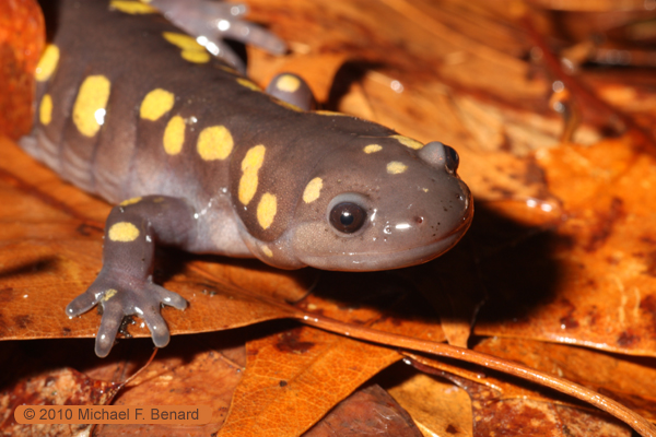 Spotted salamander Spotted Salamanders During Mating Season