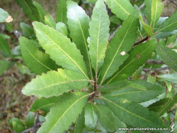 Elaeocarpus hookerianus Elaeocarpus hookerianus Oratia Native Plant Nursery