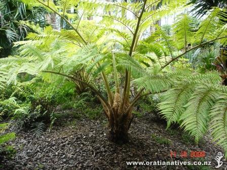 Cyathea smithii Cyathea smithii Oratia Native Plant Nursery